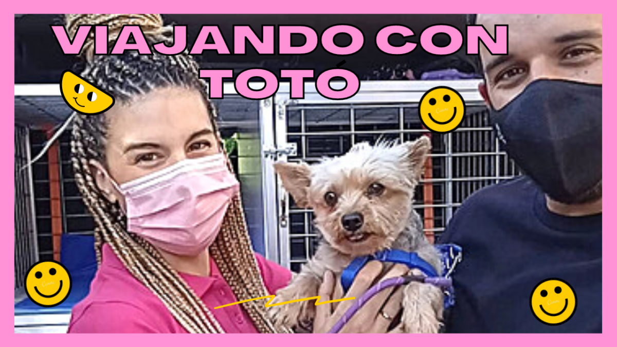 馃殣Viajando con Yuka, Tot贸 y Jessy馃殣 El Perro Verde Transporte de Mascotas.