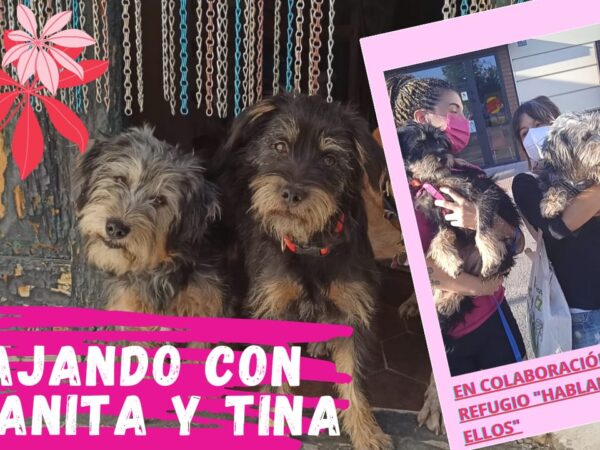 💚Viajando con Juanita y Tina💚 El Perro Verde Transporte de Mascotas