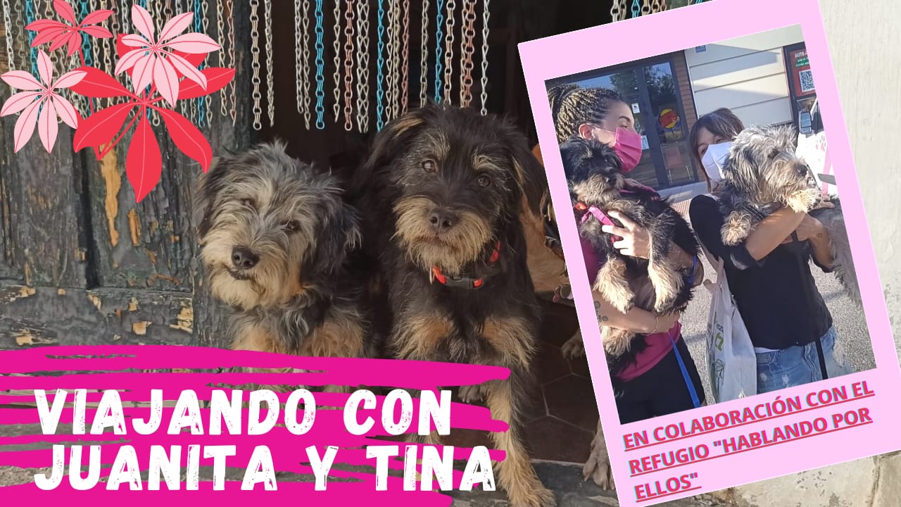 💚Viajando con Juanita y Tina💚 El Perro Verde Transporte de Mascotas