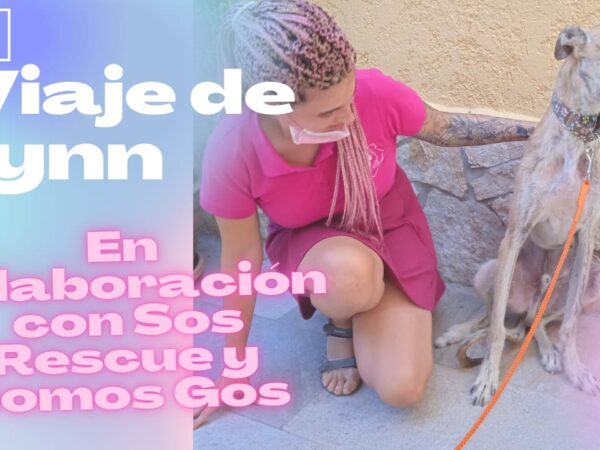 🚐 El Viaje de Fynn 😊 El Perro Verde Transporte de Mascotas.